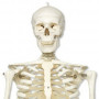 3B Scientific A10 skeleton model