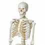 3B Scientific A10 skeleton model