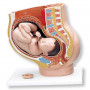 3B Scientific L20 pregnancy pelvis
