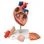 Heart model G13