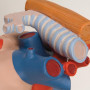 Heart model G13