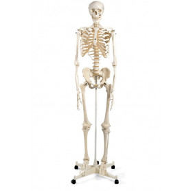 3B Scientific A10 skeleton model