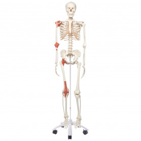 3B Scientific A12 human skeleton model