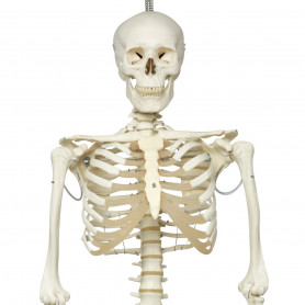 3B Scientific Α15/3 skeleton model