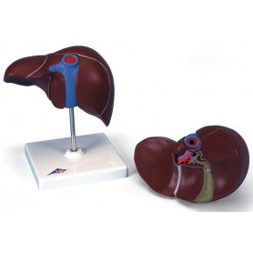 Πρόπλασμα ήπατος K25