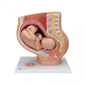 3B Scientific L20 pregnancy pelvis