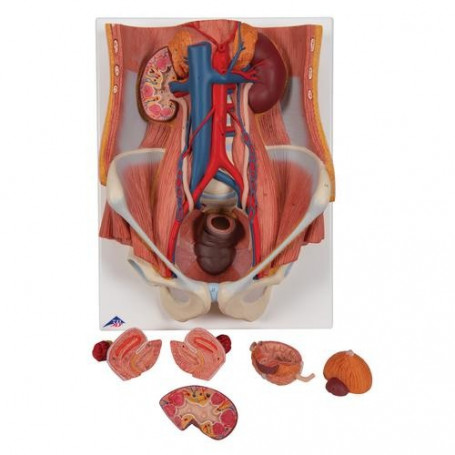 3B Scientific K32 urinary system model