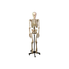 Skeleton model 40120 with wheeled stand