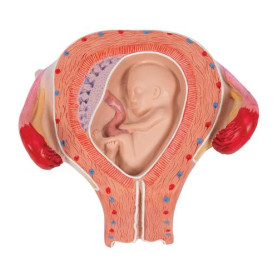 3B Scientific 3 month embryo model