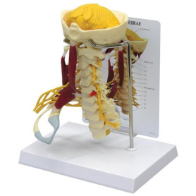 GPI Anatomicals Deluxe cervical spine with muscles model