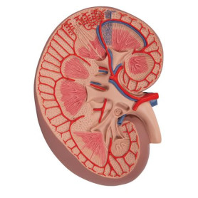 3B Scientific right kidney section model 3x full size