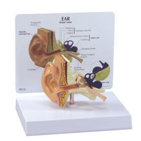 GPI Anatomicals ear model