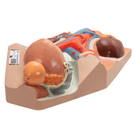 3B Scientific 3/4 life-size male urinary system model