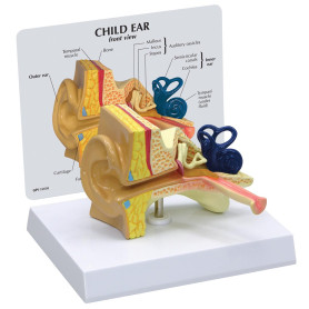 GPI Anatomicals child’s ear model