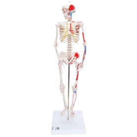 3B scientific Shorty mini human skeleton model with painted muscles