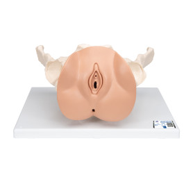3B Scientific female pelvis model with genital organs light skin