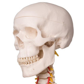 3B Scientific Fred flexible human skeleton model 