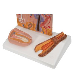 3B Scientific skin, hair & nail model