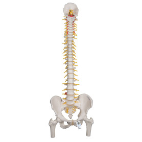 3B Scientific Deluxe spine model with femur heads and sacral opening
